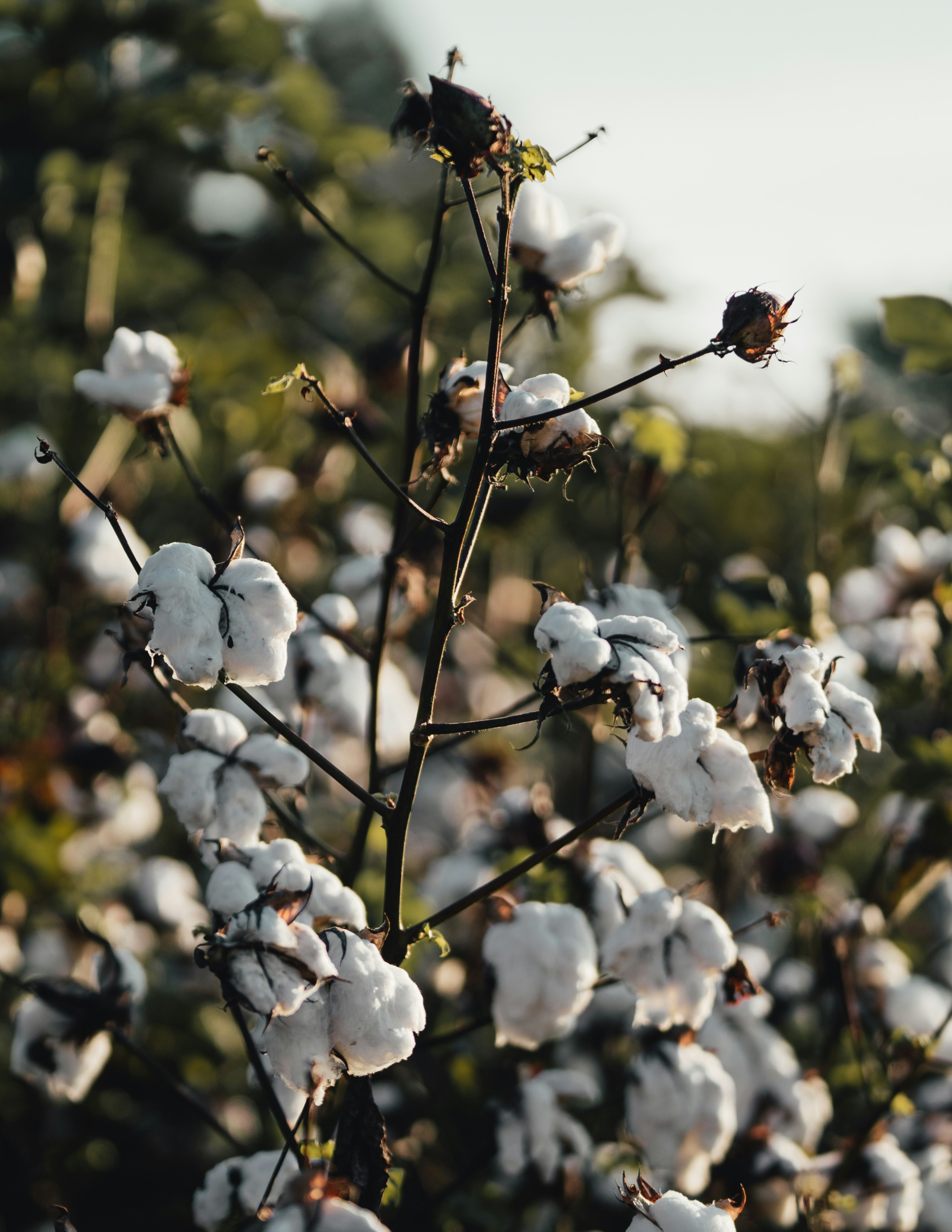 clayton malquist gqdtkwiiv5k unsplash