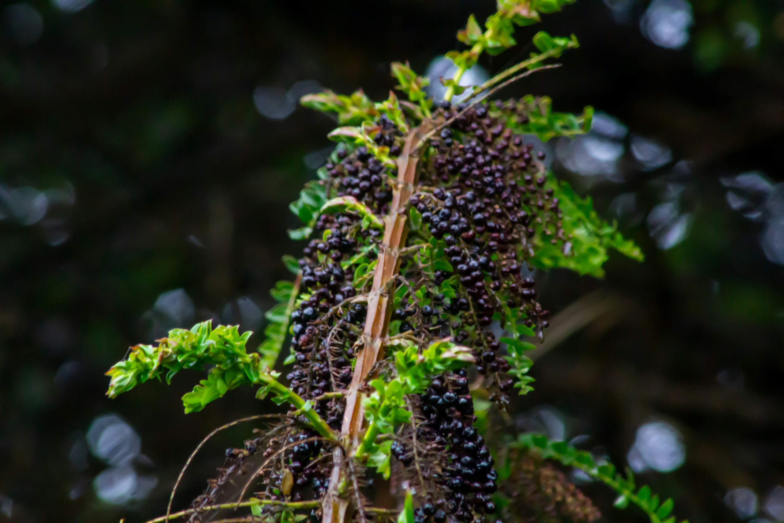 sebastian alvarado rojas khakcoaa1q4 unsplash